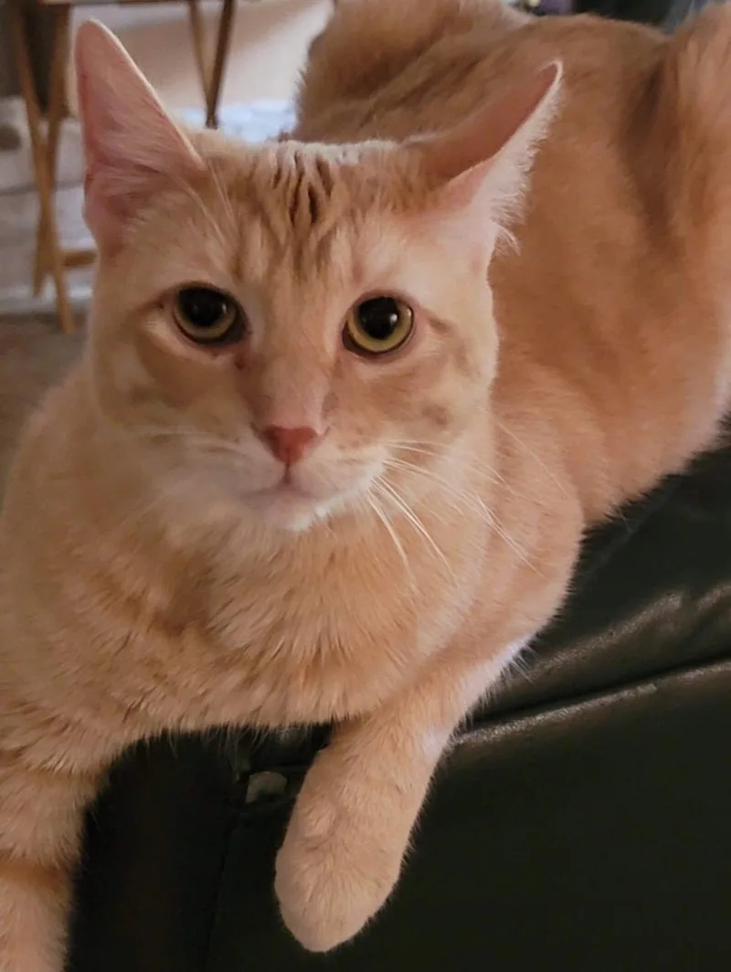 Winchester thumbnail 5