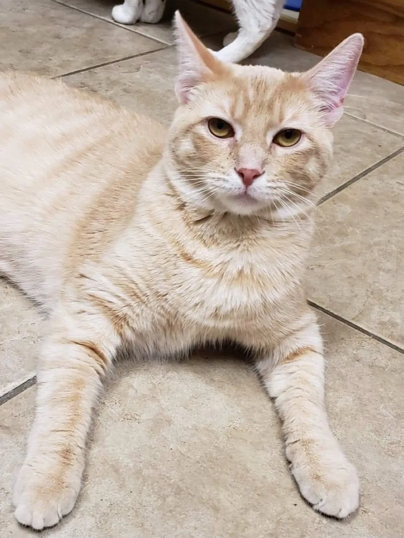 Winchester thumbnail 6