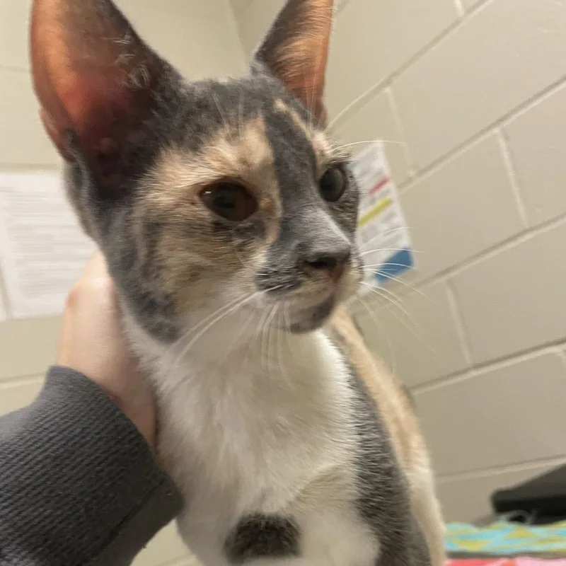 A young medium-sized female Gray / Blue / Silver Domestic Short Hair cat named Aphrodite for adoption in Bristol, IN