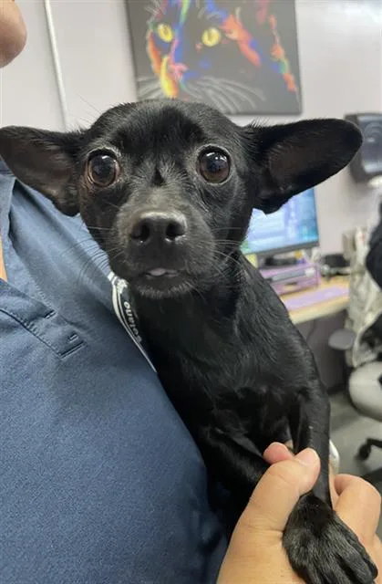A young small-sized female Chihuahua dog named June for adoption in Fairfield, CA
