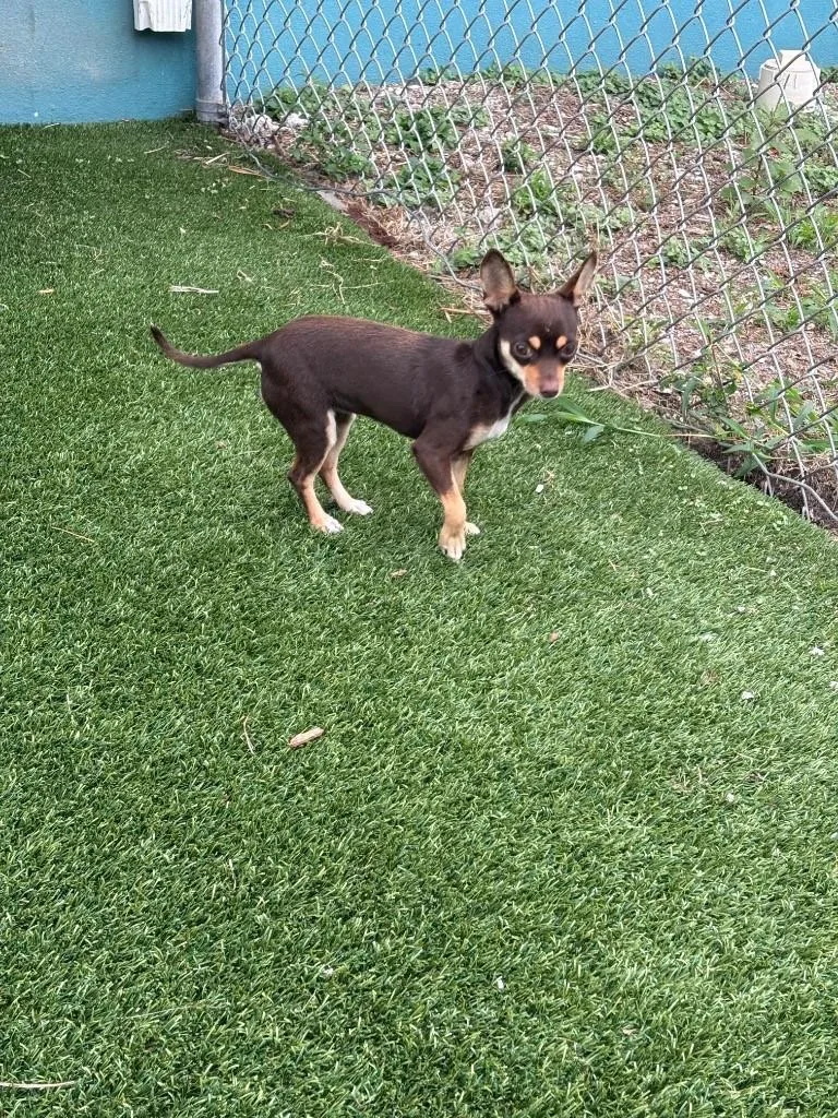 A young small-sized female Bicolor Chihuahua dog named Tara for adoption in Boca Raton, FL