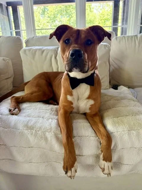 A young medium-sized male Pit Bull Terrier dog named Peanut Butter for adoption in Charlotte, NC