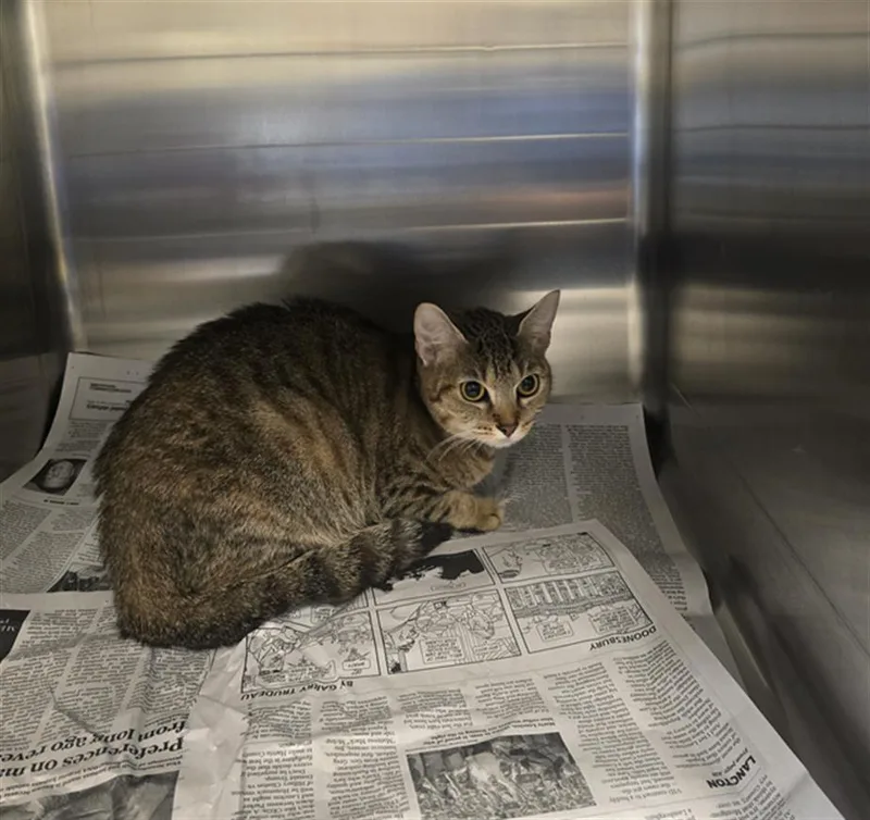 A young medium-sized female Domestic Short Hair cat named Rose for adoption in Houston, TX
