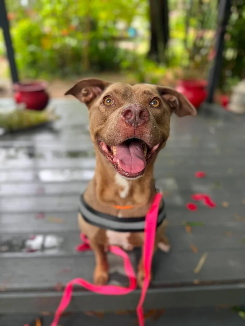A senior medium-sized female Yellow / Tan / Blond / Fawn Pit Bull Terrier dog named Sassy for adoption in Largo, FL