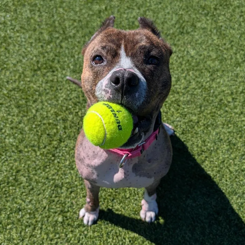 An adult medium-sized female Brown / Chocolate Mixed Breed dog named Naan for adoption in Pittsburgh, PA