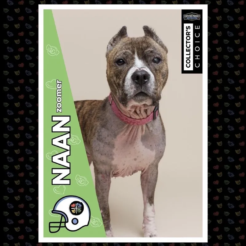 Naan thumbnail 6