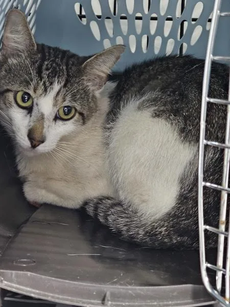 An adult large-sized male Domestic Short Hair cat named Roy for adoption in Dallas, GA