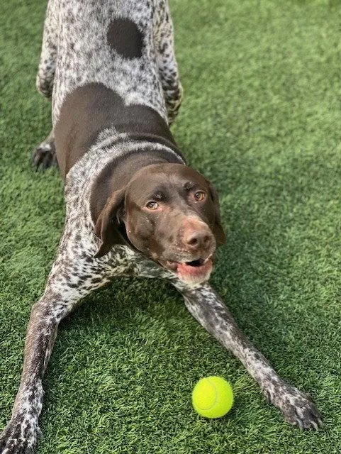 An adult large-sized male German Shorthaired Pointer dog named Blitzen for adoption in Burlingame, CA
