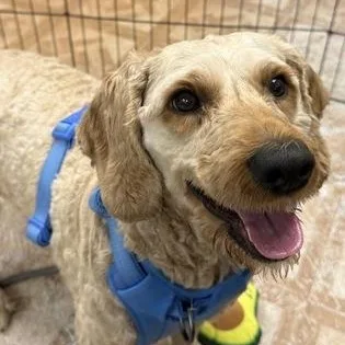 An adult small-sized female Goldendoodle dog named Caramel & Waffles for adoption in Worcester, MA