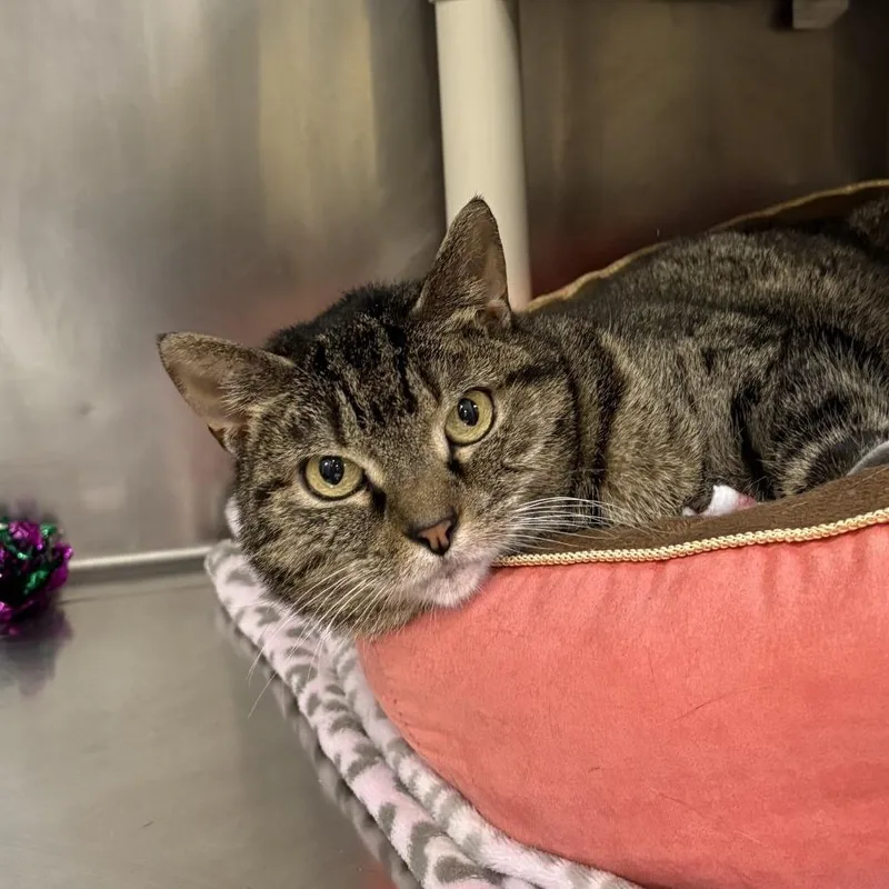 An adult small-sized female Brown / Chocolate Domestic Short Hair cat named Yuumi for adoption in Mentor, OH