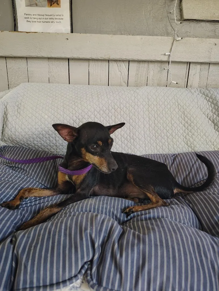 An adult small-sized male Miniature Pinscher dog named Bei for adoption in Fort Worth, TX