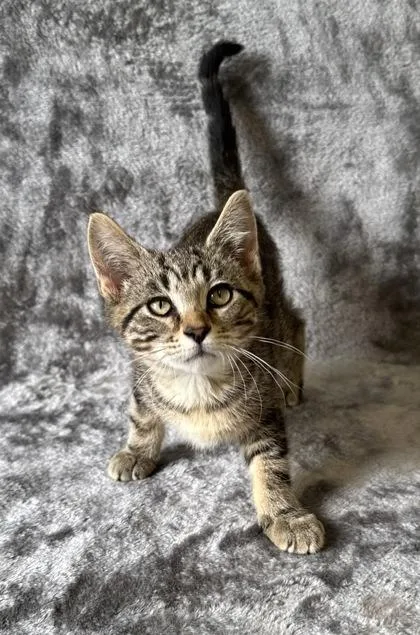A young medium-sized female Domestic Short Hair cat named Rocky for adoption in Buffalo, MN