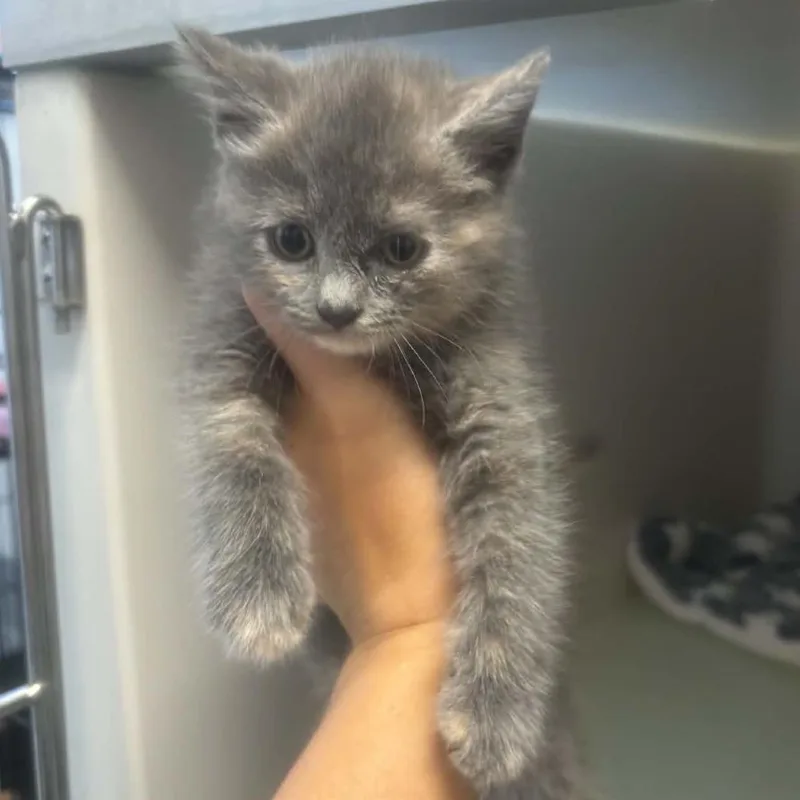 A baby small-sized female Calico Domestic Short Hair cat named Mouse for adoption in Rocky Mount, VA