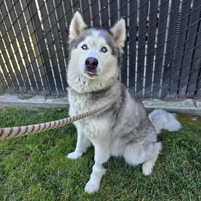 An adult large-sized male Siberian Husky dog named Shadow for adoption in Long Beach, CA