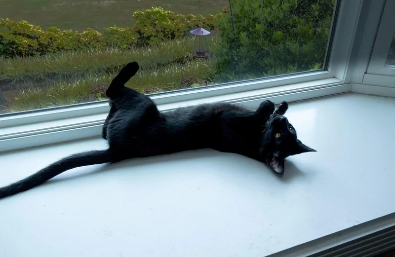 A baby medium-sized male Black Domestic Short Hair cat named Lyric for adoption in Nashville, TN