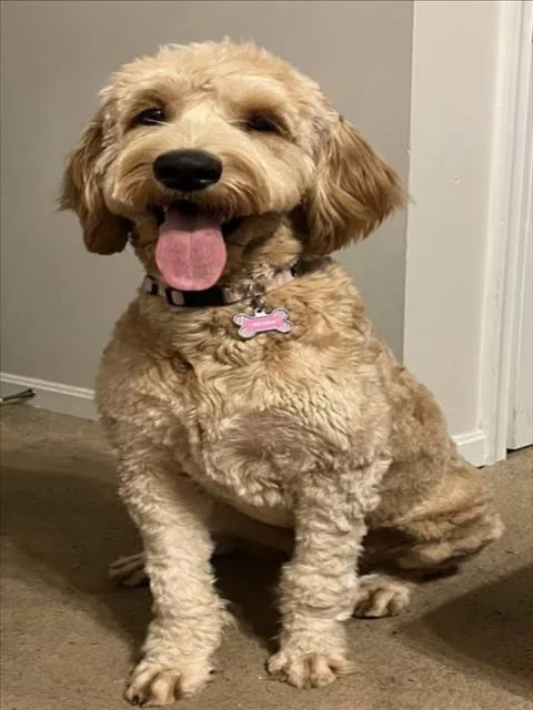 An adult large-sized female Golden Retriever dog named Niyah for adoption in Derwood, MD