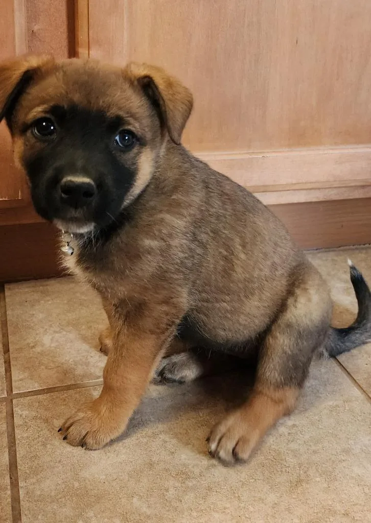 A baby medium-sized female Shepherd dog named Victoria for adoption in Mesa, AZ