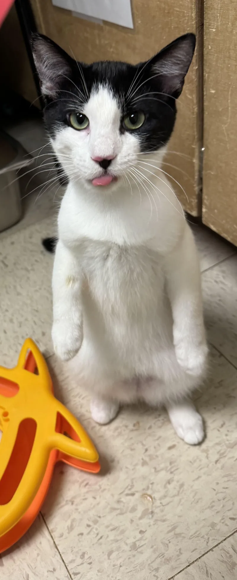 A baby medium-sized male Black & White / Tuxedo Domestic Short Hair cat named Skids for adoption in Grayslake, IL