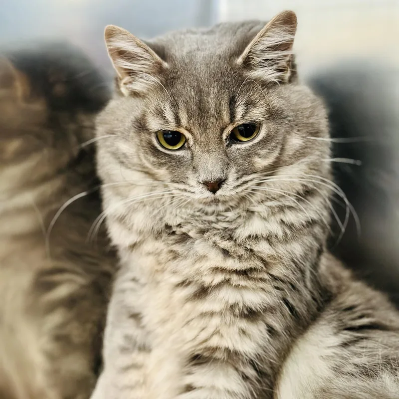 An adult medium-sized female Tabby (Gray / Blue / Silver) Domestic Medium Hair cat named Crystal for adoption in Jackson, NJ