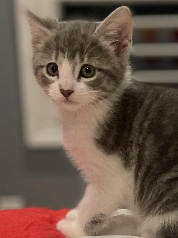 A baby medium-sized female Domestic Short Hair cat named Goblin for adoption in Social Circle, GA
