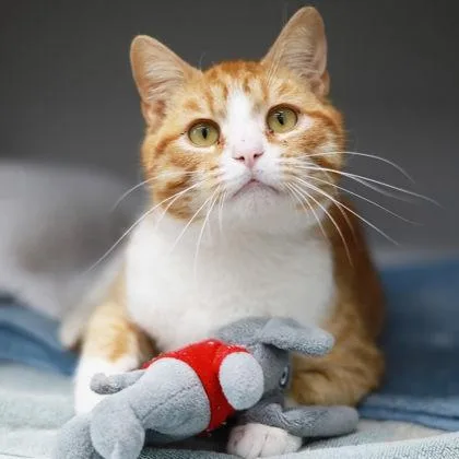 An adult small-sized male Orange / Red Domestic Short Hair cat named Hubert for adoption in Atlanta, GA