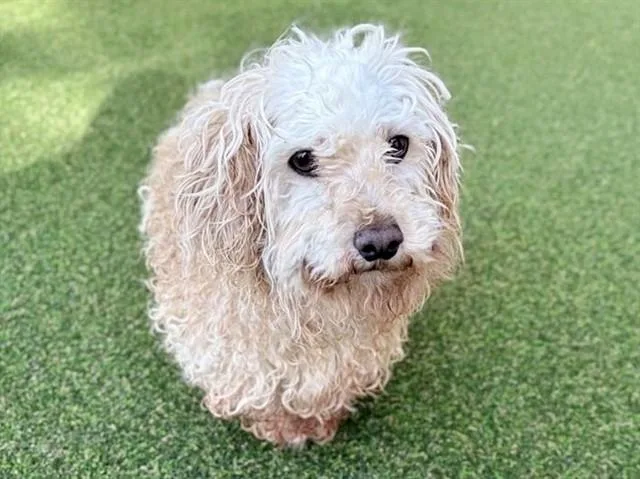 An adult small-sized male Poodle dog named Kai for adoption in Saint Louis, MO