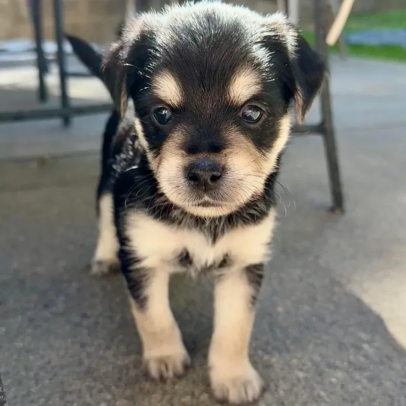 A baby small-sized male Black Mixed Breed dog named Bear for adoption in Sonoma, CA