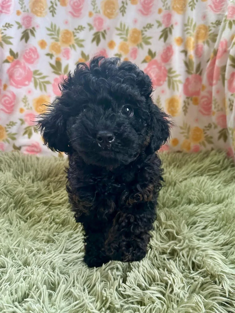 A baby small-sized female Poodle dog named Morgan Feb for adoption in Pacolet, SC