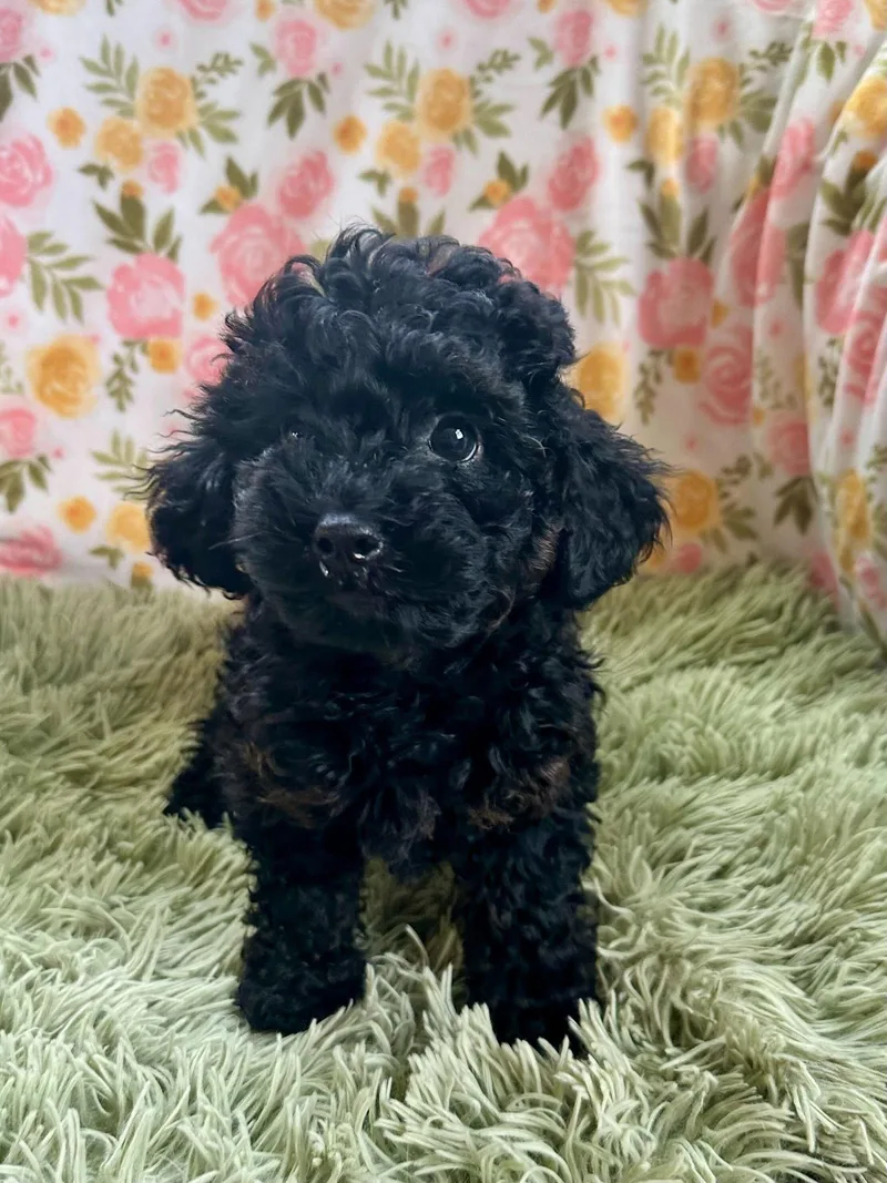 Morgan Feb   thumbnail 3