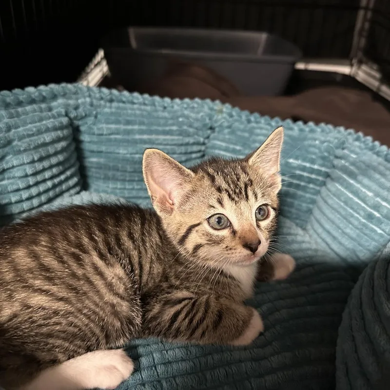A baby small-sized male Brown / Chocolate Domestic Short Hair cat named Toast for adoption in Opelika, AL