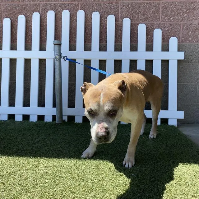 A senior large-sized male Pit Bull Terrier dog named Rocket for adoption in Modesto, CA