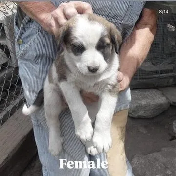 A baby large-sized female Yellow / Tan / Blond / Fawn Shepherd dog named Caribou for adoption in Tacoma, WA