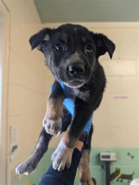 A baby small-sized male German Shepherd Dog dog named Ghost for adoption in Sacramento, CA