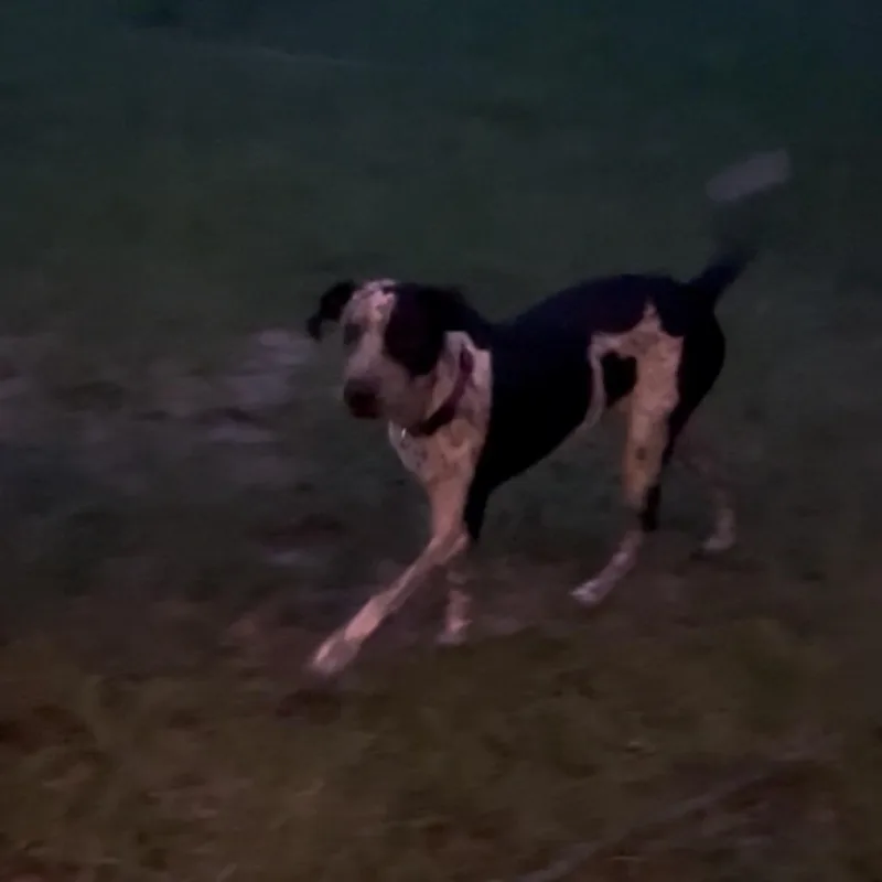 A young medium-sized male Pointer dog named Cosmo for adoption in QUINCY, FL