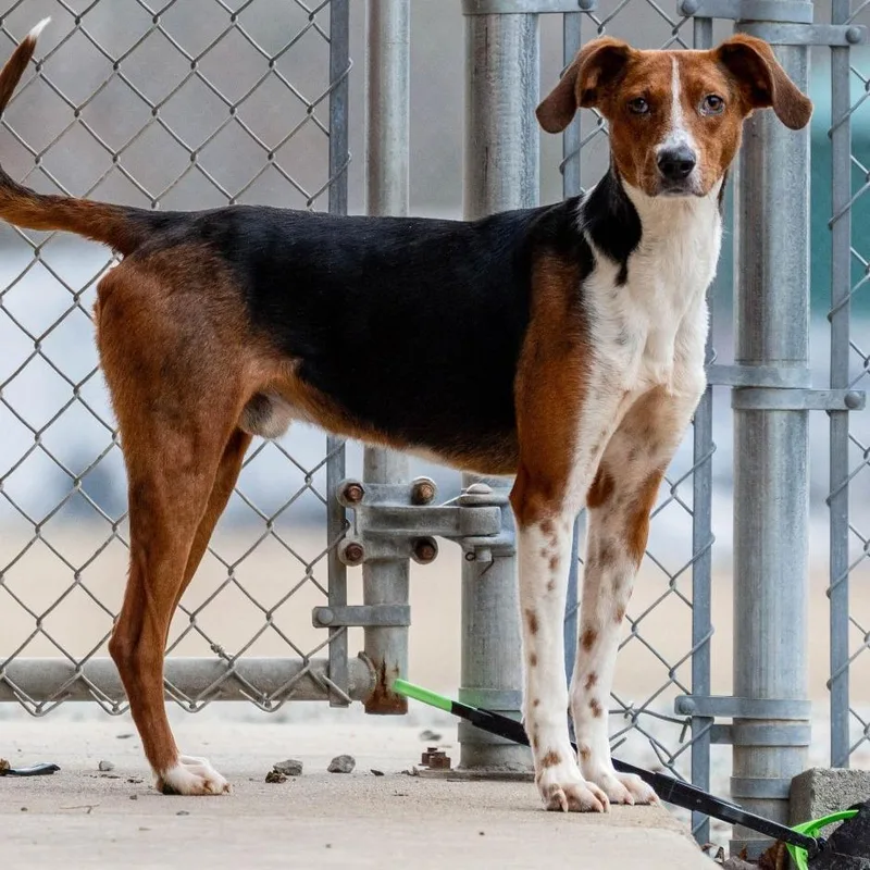 A senior medium-sized male Brown / Chocolate Foxhound dog named Totally Tucker for adoption in Gloucester, VA