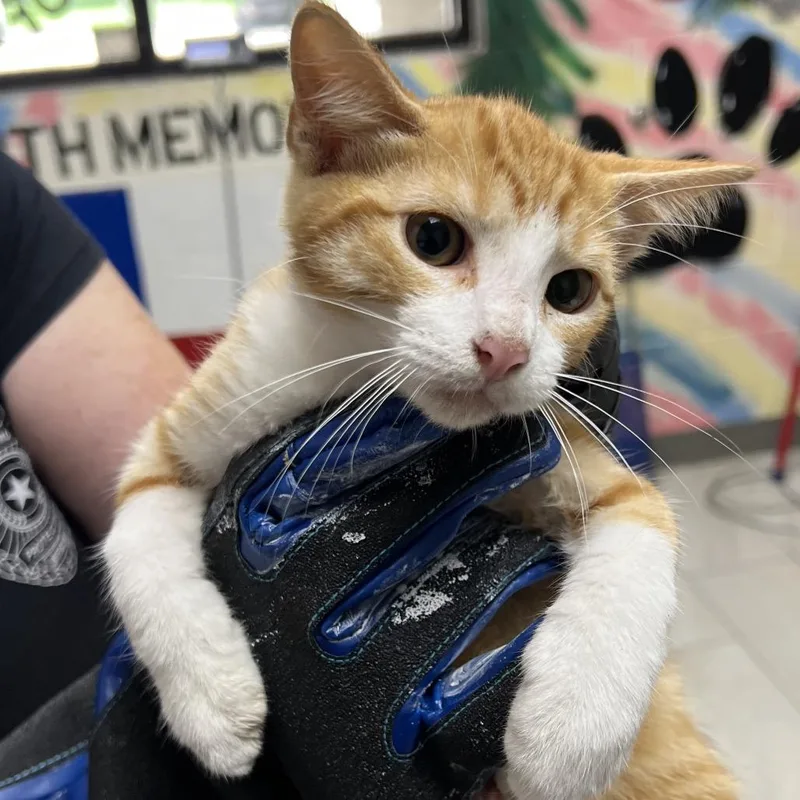 A baby small-sized male Orange / Red Domestic Short Hair cat named Domino for adoption in Lufkin, TX