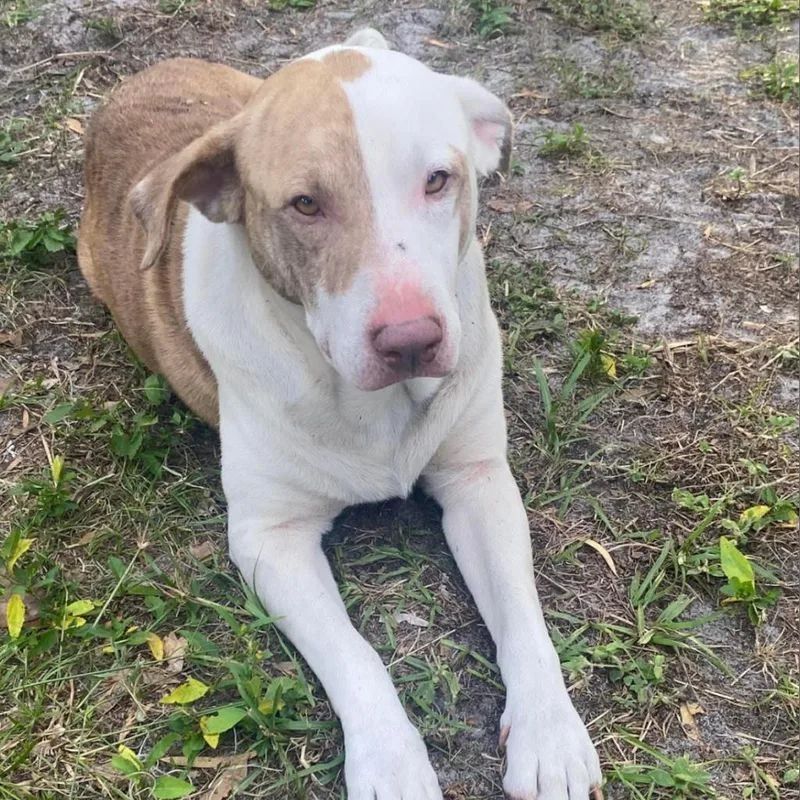 A senior medium-sized male White / Cream Pit Bull Terrier dog named Zeus for adoption in Lake Panasoffkee, FL