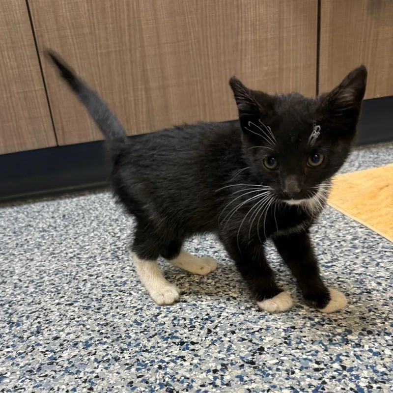 A baby small-sized male Black Domestic Short Hair cat named Singe for adoption in Great Falls, MT
