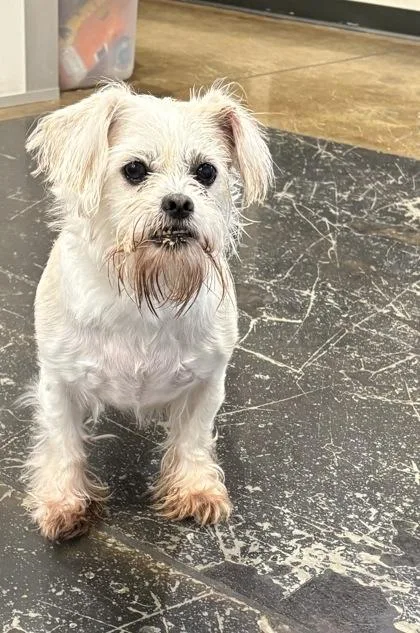 An adult small-sized female Terrier dog named Faith for adoption in Cincinnati, OH