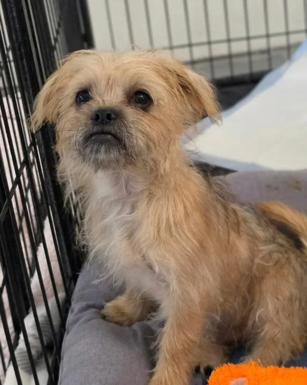 A baby small-sized male Pug dog named Wembley Fraggle for adoption in Novato, CA