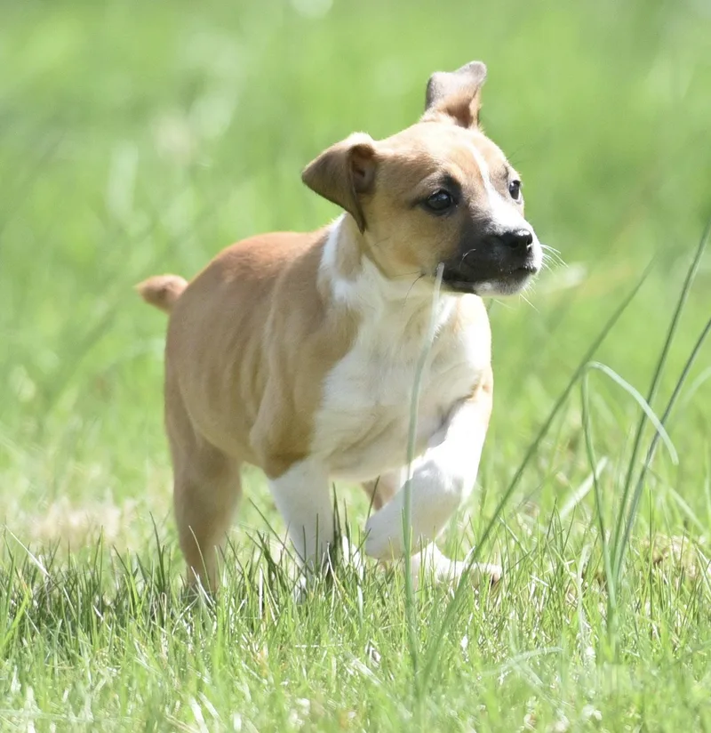 A baby small-sized male Chihuahua dog named Cruz for adoption in Mechanicsburg, PA