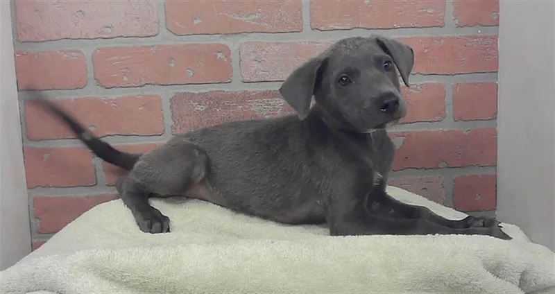 A baby small-sized female Catahoula Leopard Dog dog named Blossom for adoption in Houston, TX