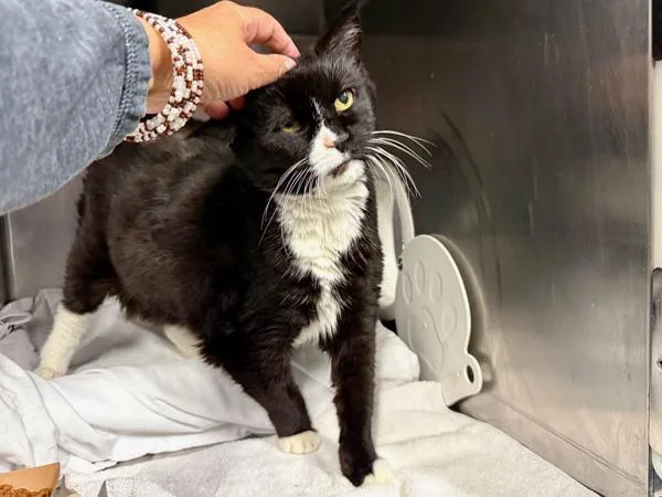 Mami Jewels thumbnail 2