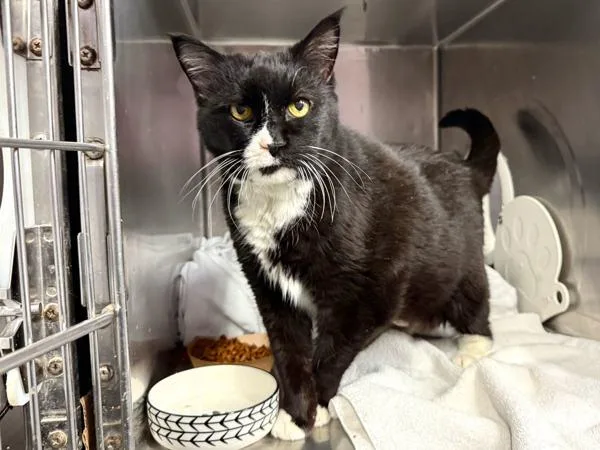 Mami Jewels thumbnail 4