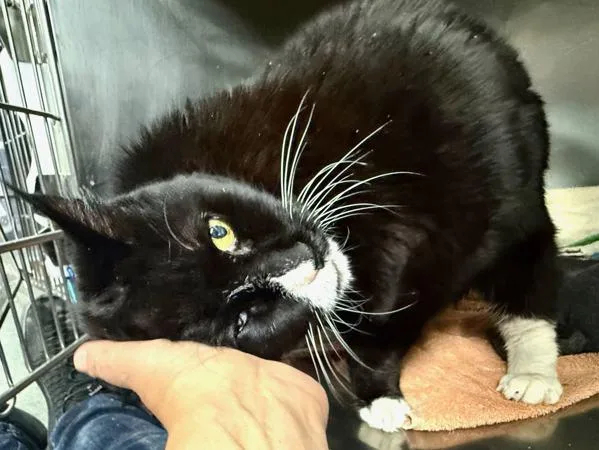 Mami Jewels thumbnail 5