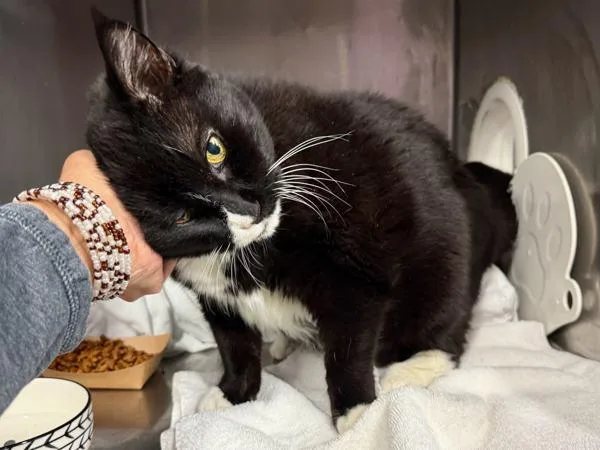 Mami Jewels thumbnail 6