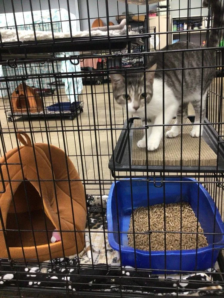 A young medium-sized female Gray & White Domestic Short Hair cat named Lilan for adoption in Logansport , IN