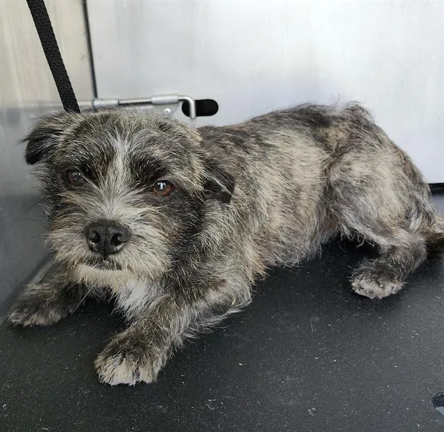 A young small-sized female Terrier dog named Glinda for adoption in San Antonio, TX