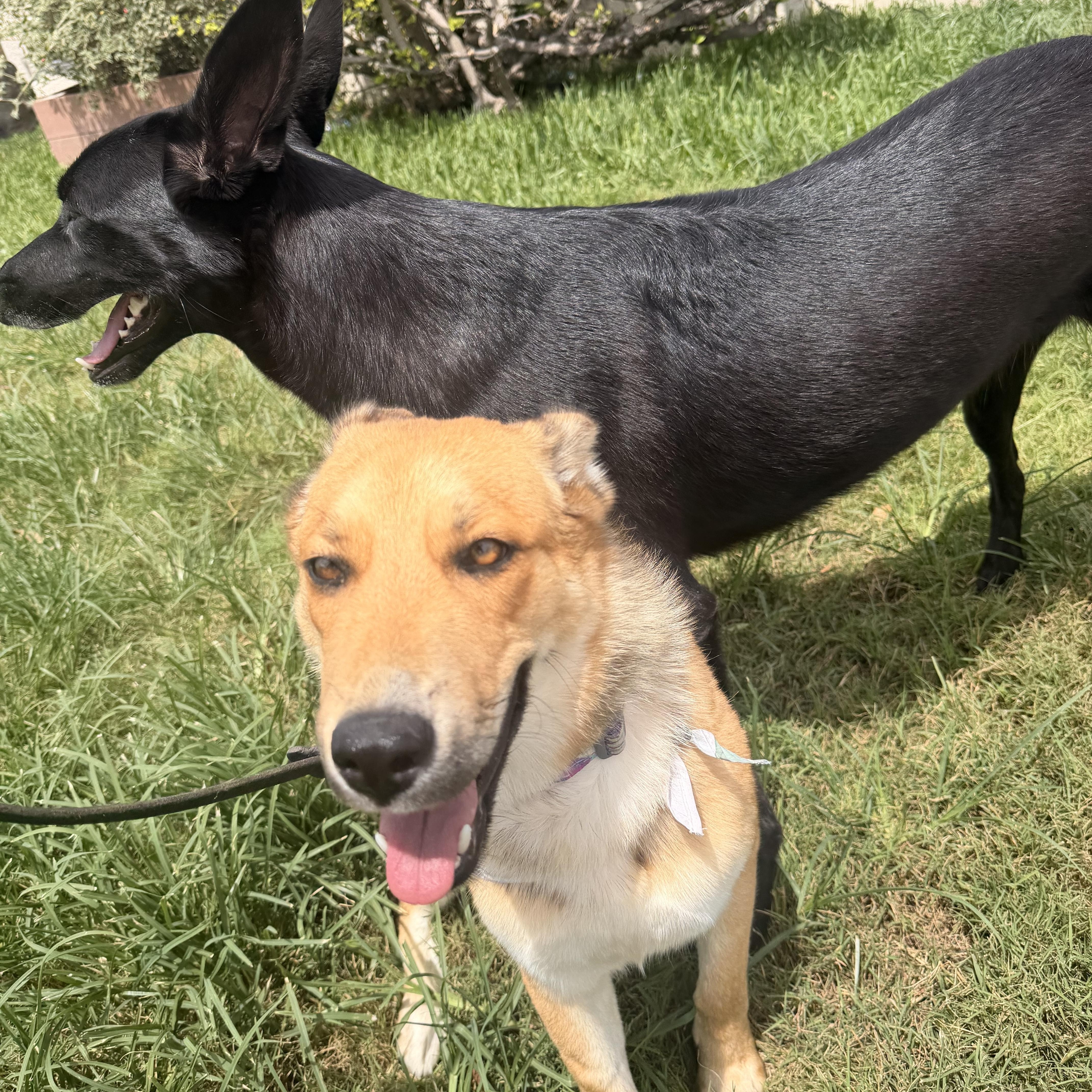 A young medium-sized female Brindle Australian Shepherd dog named Foxy for adoption in Thousand Oaks, CA