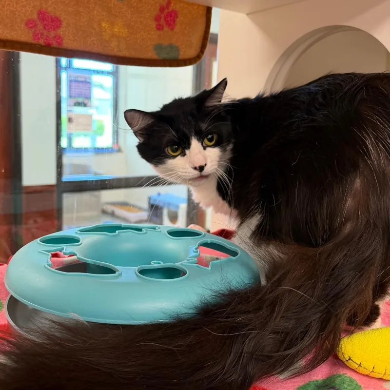 An adult medium-sized male Black Domestic Medium Hair cat named Rocket for adoption in West Palm Beach, FL